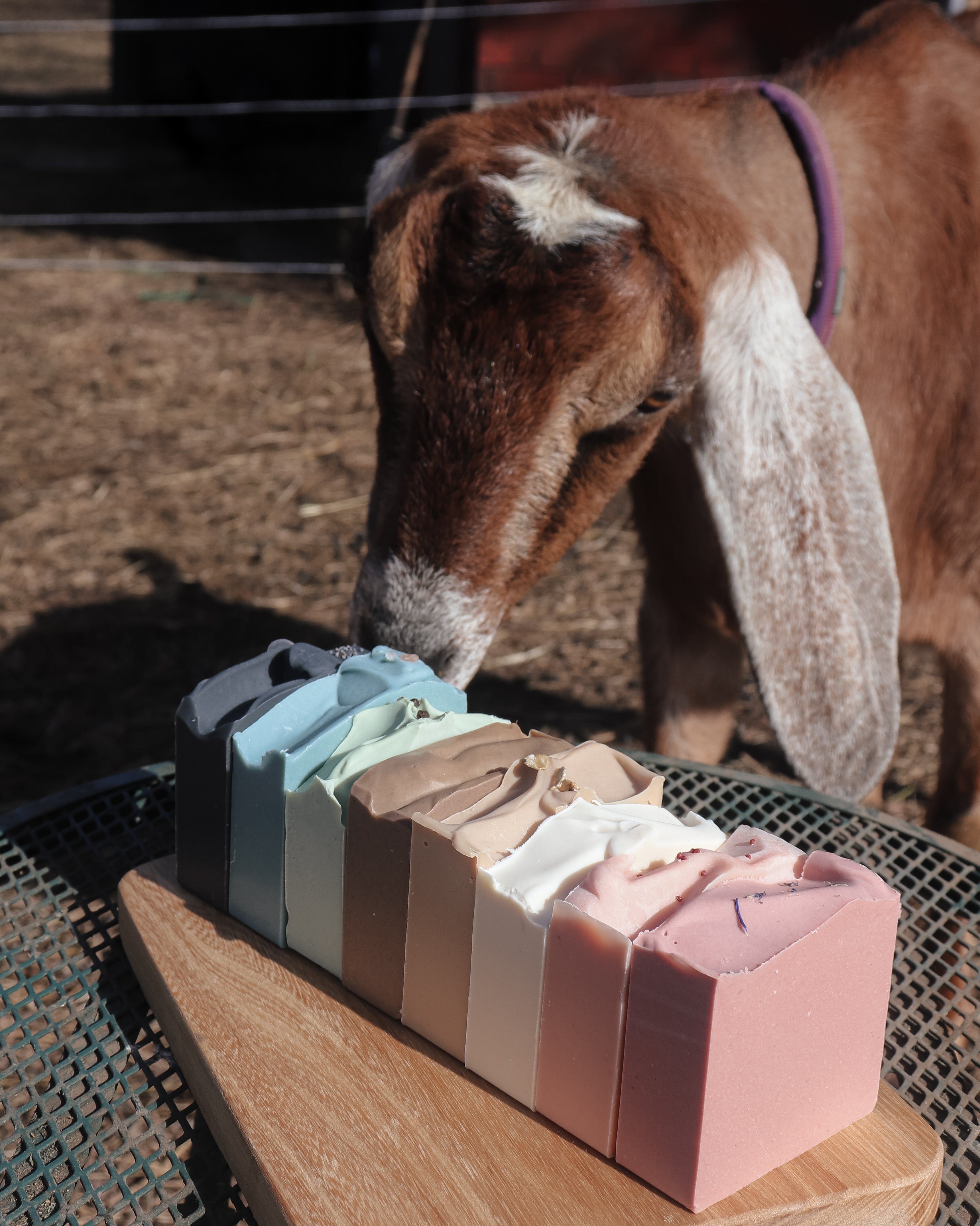 Goat sniffing a row of colorful soap bars on a wooden block outdoors.